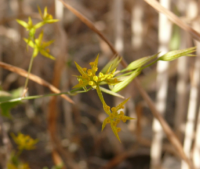 Bupleurum odontites (=Bupleurum fontanesii ) / Bupleuro di Desfontaines